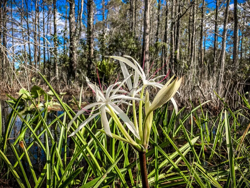White swamp flower and cypress trees. Landscape of Big Cypress National Swamp in Florida royalty free stock photos White swamp flower and cypress trees. Landscape of Big Cypress National Swamp in Florida royalty free stock photos
