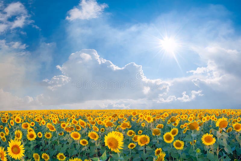 Landscape with big sunflowers field