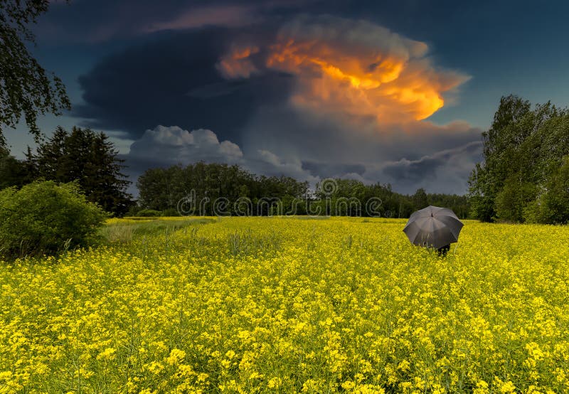 Landscape with blooming field of rapeseed, above are seen menacing storm clouds