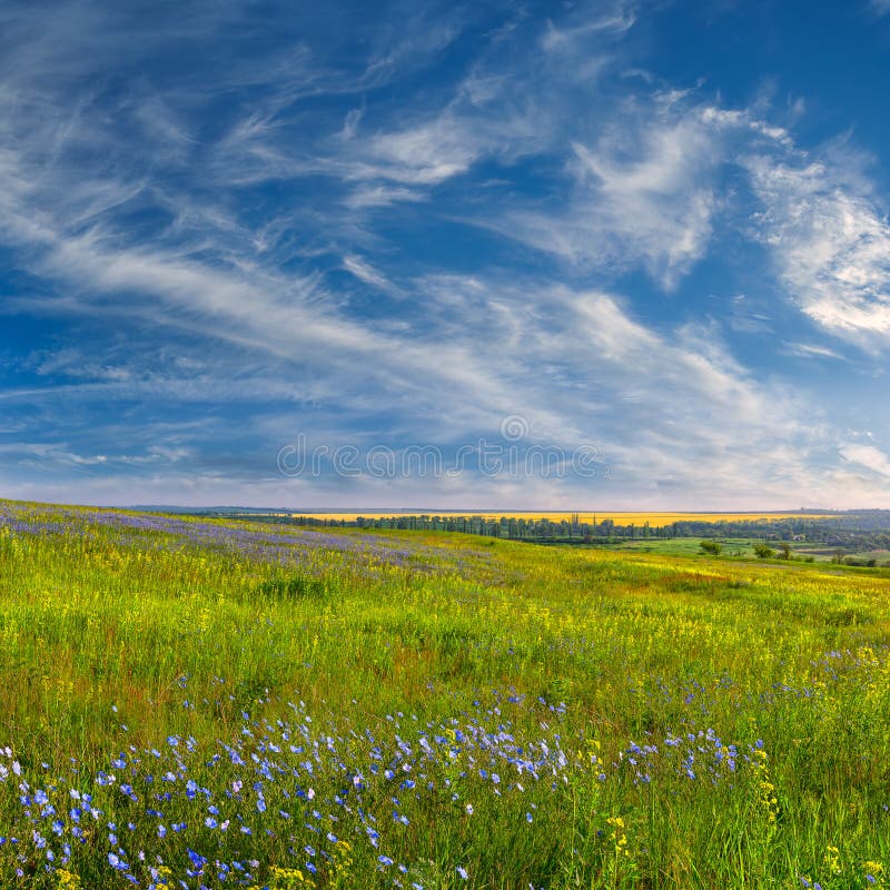 Landscape with blue flower