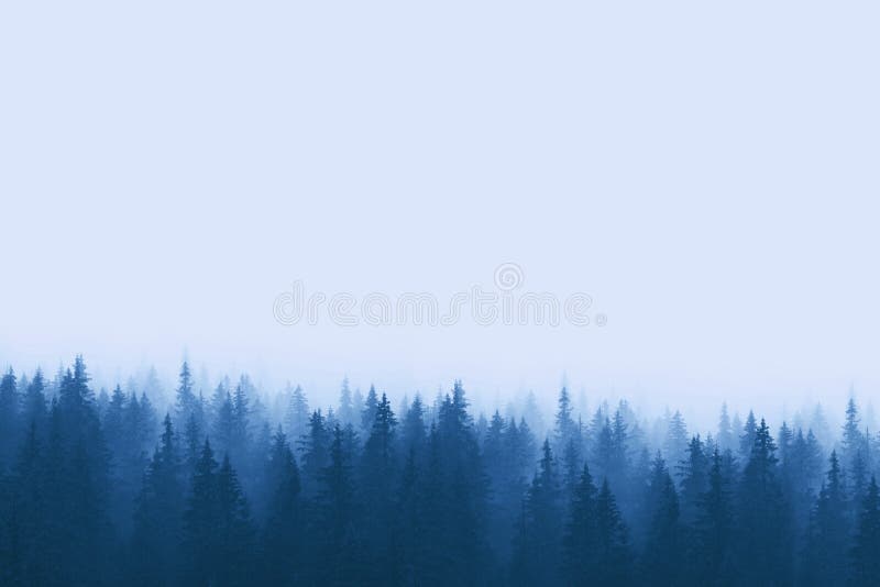 Landscape in blue tones - pine forest in mountains with fog stock photo
