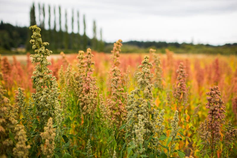 Landscape of a Broom Corn Field Under a Cloudy Sky at Daytime Stock