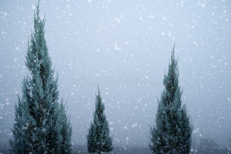 Landscape of Christmas tree pine or fir with snowfall on sky background in winter.