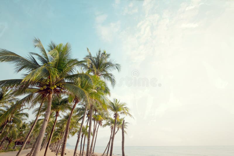 Leave the island. Пальмовый пляж фон для предметной съемки.