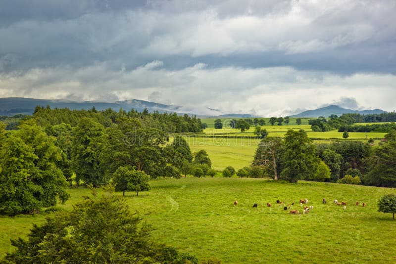 Scottish landscape with cows on meadow