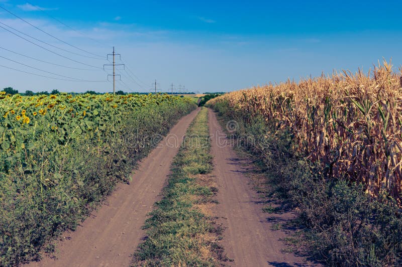 Road between  flowering sunflowers and maize  fields  at summer season in central Ukraine