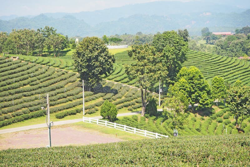 Green tea landscaping