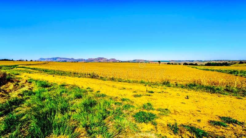 Landscape with the fertile farmlands along highway R26, in the Free State province of South Africa