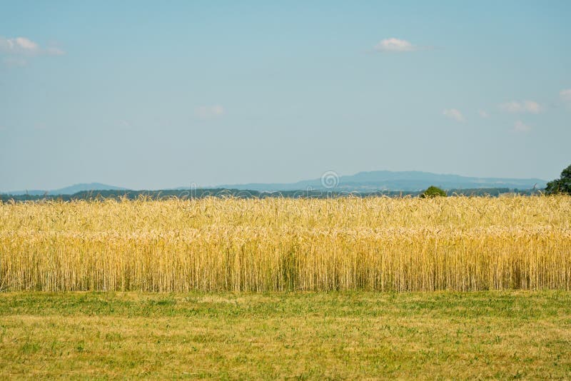 Landscape of a field of golden wheat under a blue sky royalty free stock photography