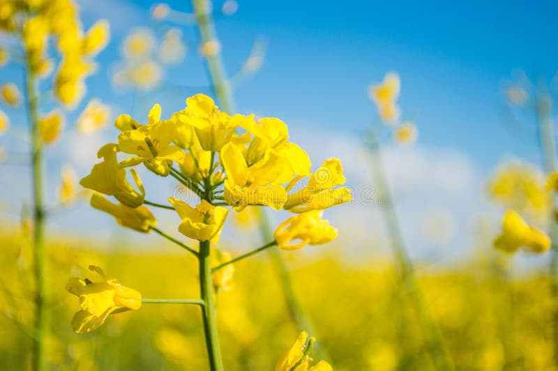 Landscape of a field of yellow rape or canola flowers  grown for the rapeseed oil crop. Field of yellow flowers with blue sky and