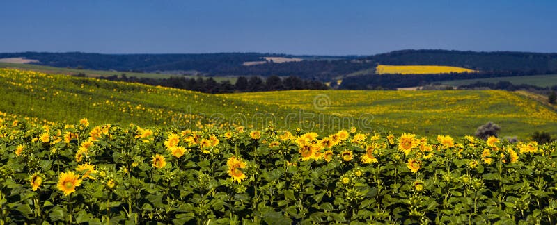 Landscape with fields of sunflowers, corn overlooking a green forest. Cherkasy region, Ukraine