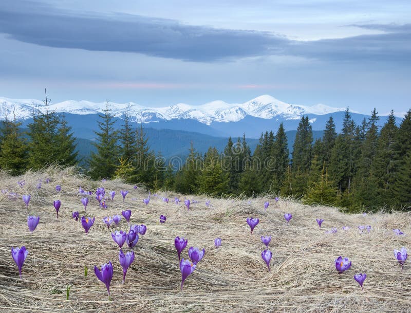 Spring flowers in mountains