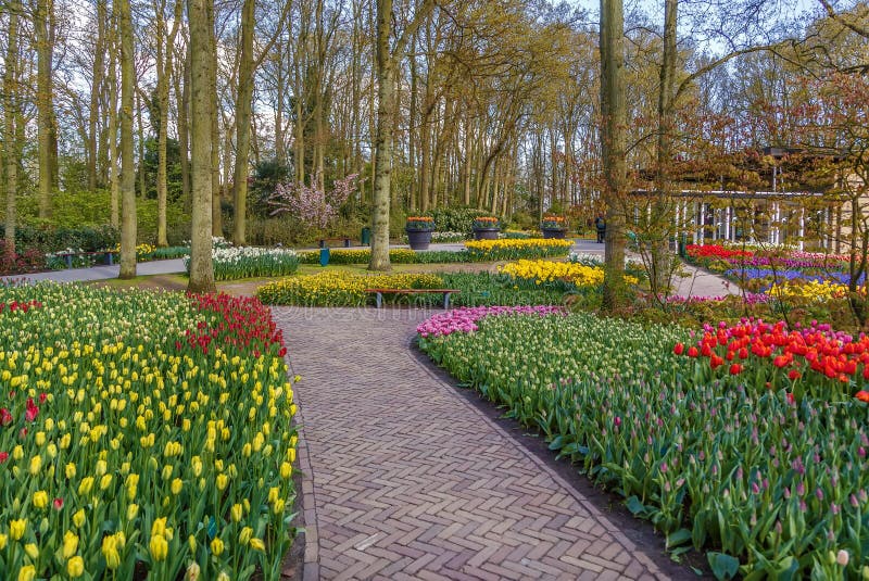 Flowerbed in Keukenhof garden, Nederlands