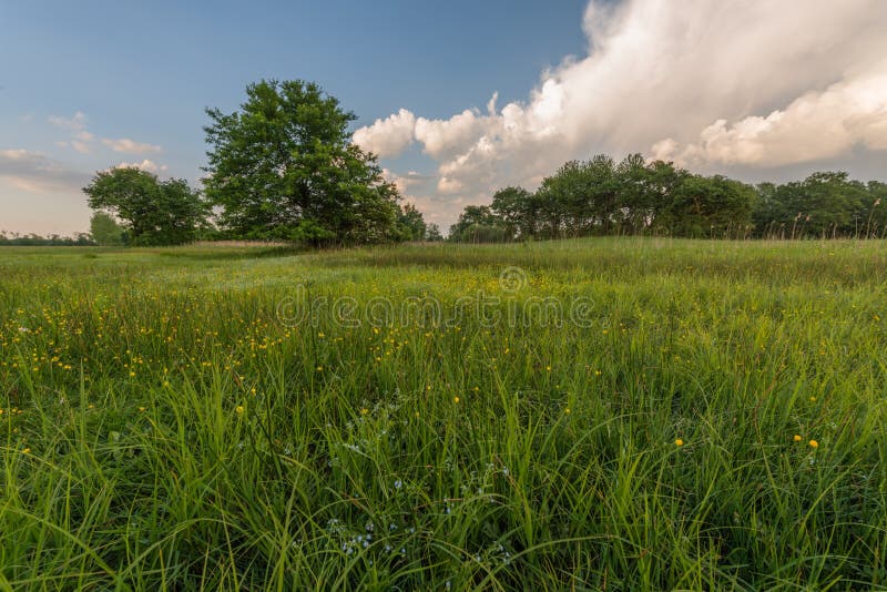 Landscape of a Flowering Meadow in France in Spring Stock Photo Image