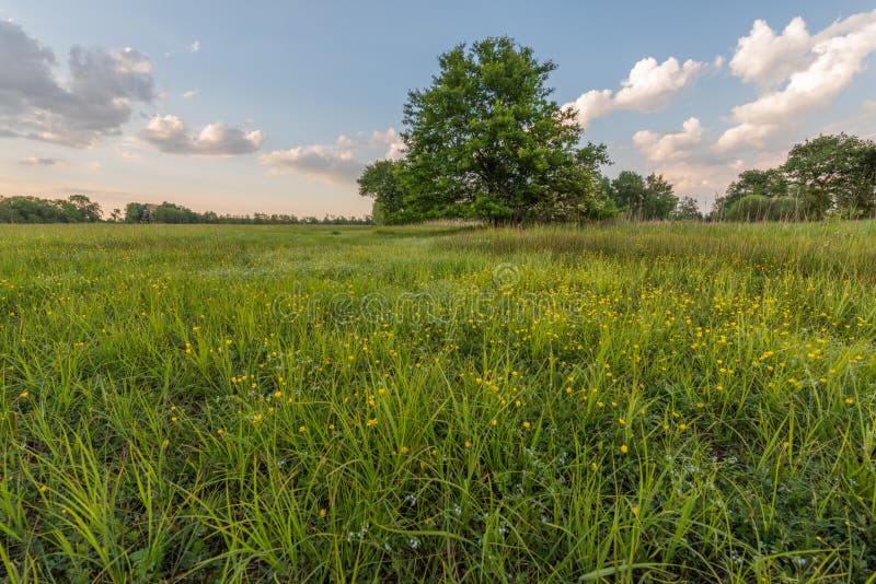 Landscape of a Flowering Meadow in France in Spring Stock Image Image