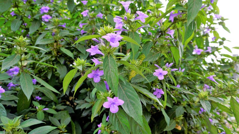 Barleria Cristata Also Known As Philippine Violet, Bluebell Barleria ...