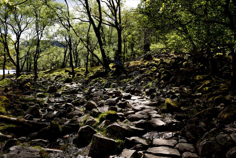 Landscape through a Forest Canopy with Damp Rocks Stock Photo Image