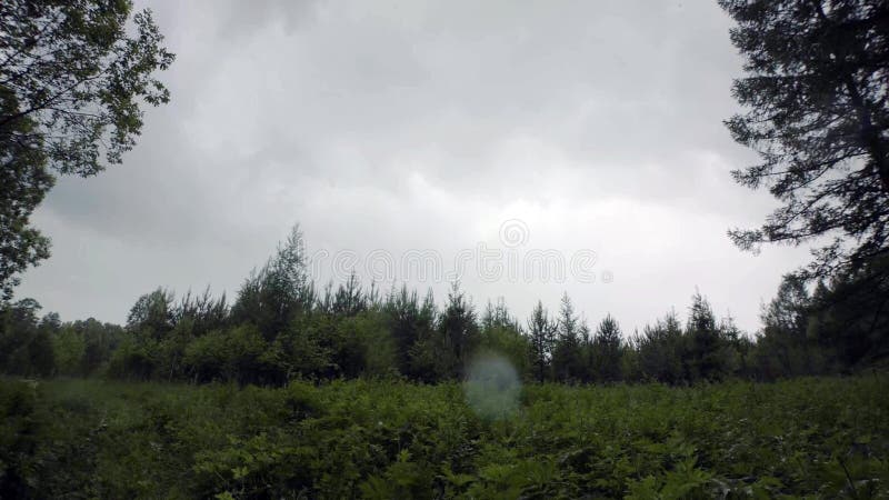 Landscape with forest edge on background of cloudy sky. Stock footage. View from below on forest edge with lush grass on