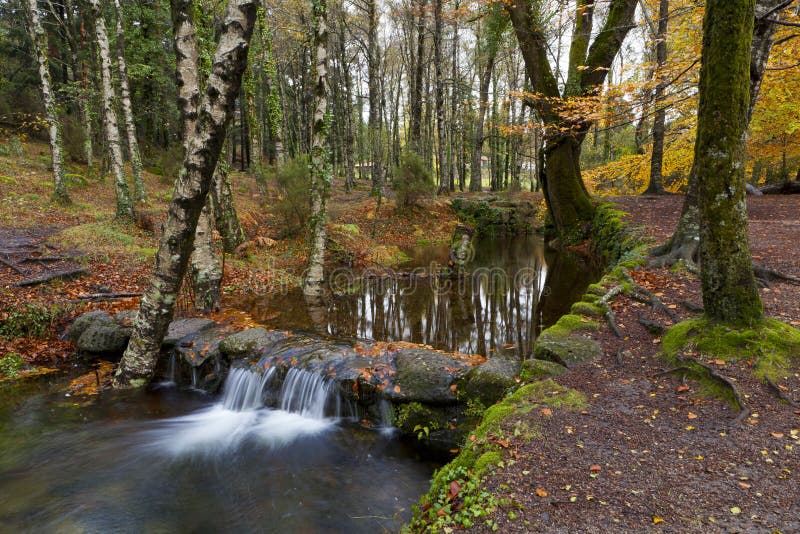 Landscape of a forest with trees and water