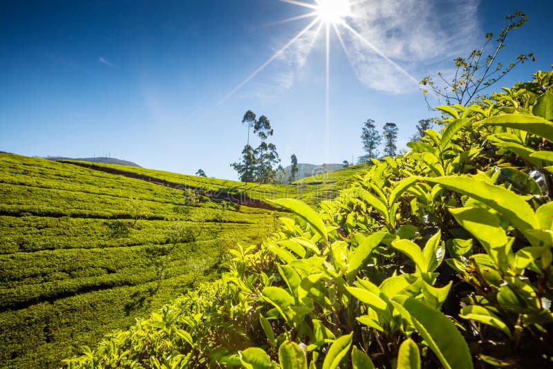 Landscape with Green Fields of Tea in Sri Lanka Stock Photo Image of