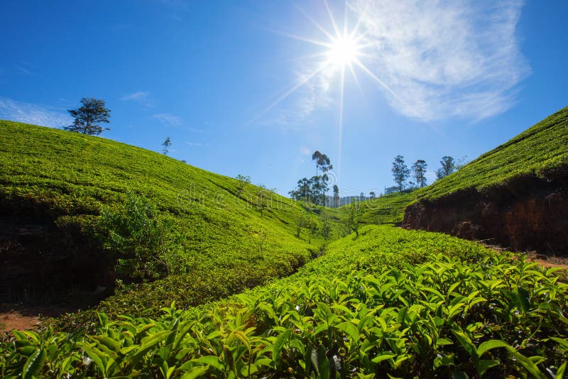 Landscape with Green Fields of Tea in Sri Lanka Stock Photo Image of
