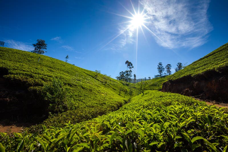 Landscape with Green Fields of Tea in Sri Lanka Stock Image Image of green, land 33962633