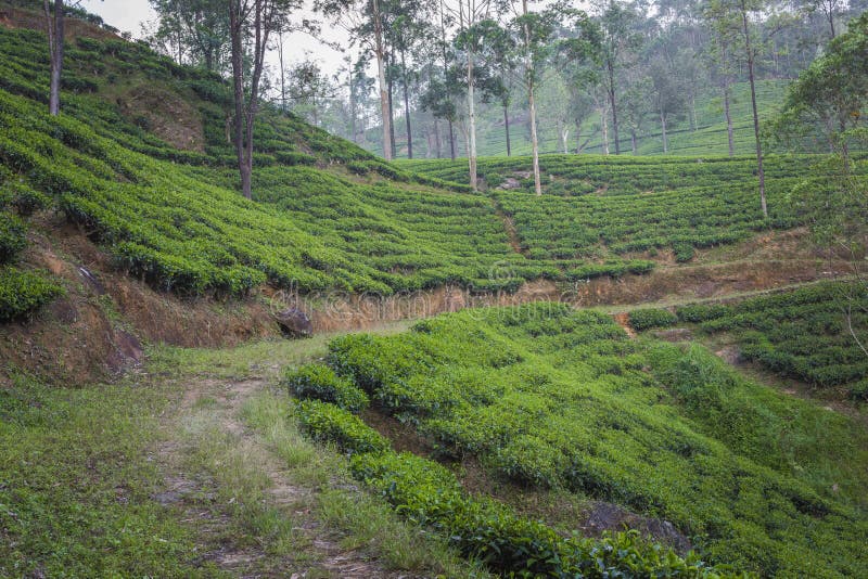 Landscape With Green Fields Of Tea In Sri Lanka Stock Photo Image of farmland, field 33962756