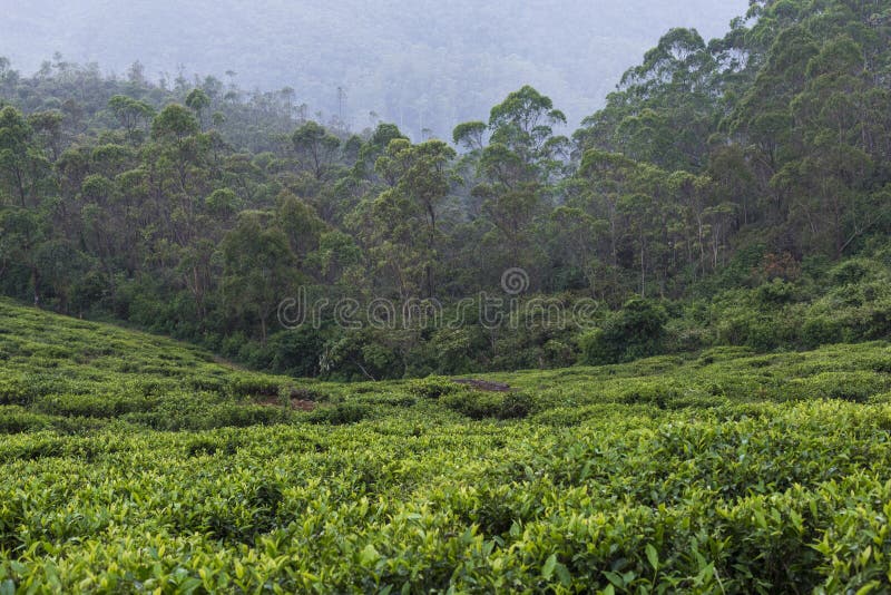 Landscape with Green Fields of Tea in Sri Lanka Stock Image Image of lanka, countryside 82350935