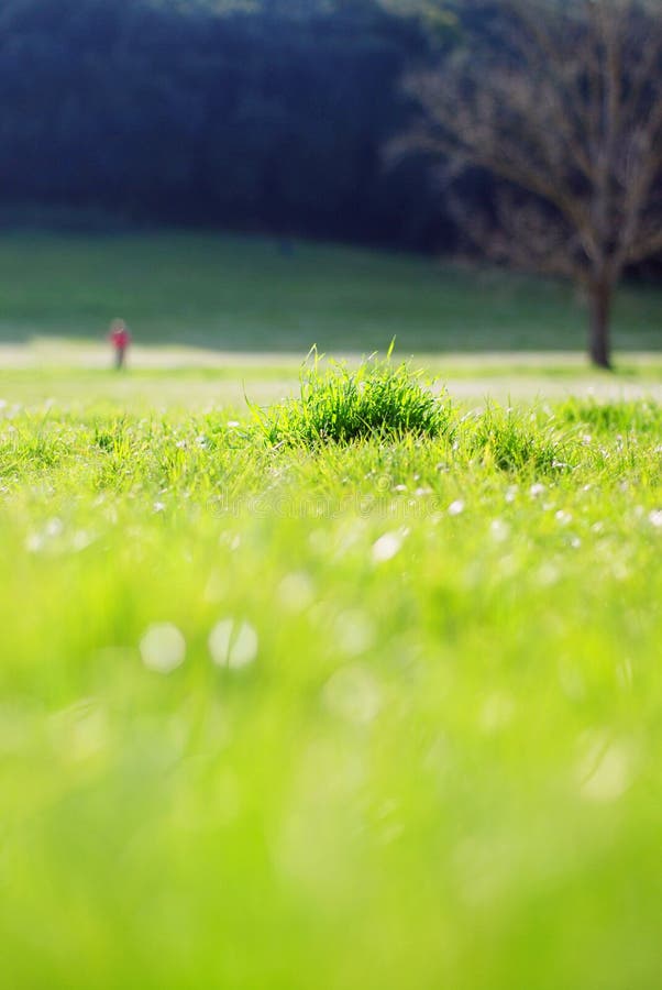 Landscape with green grass