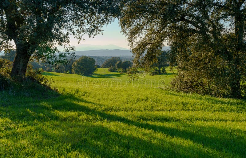 Countryside Landscape With Green Fields And Hills With Trees Bushes