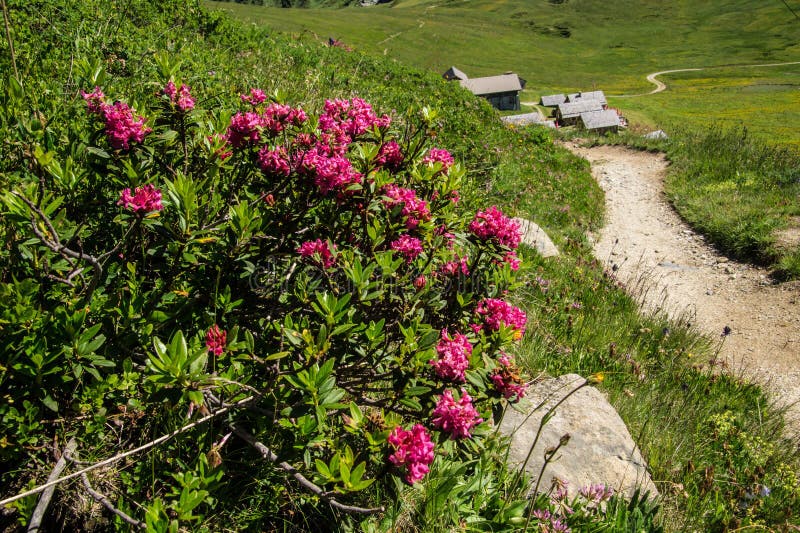 Landscape of Green Hiking Trails with Flowers in Charamillon Gondola