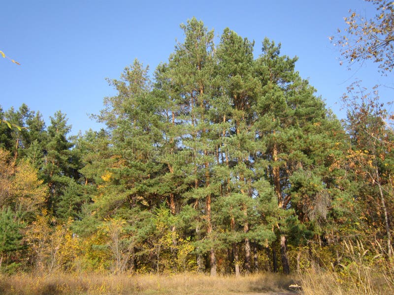 Landscape with green pine trees at the edge of mixed forest royalty free stock image