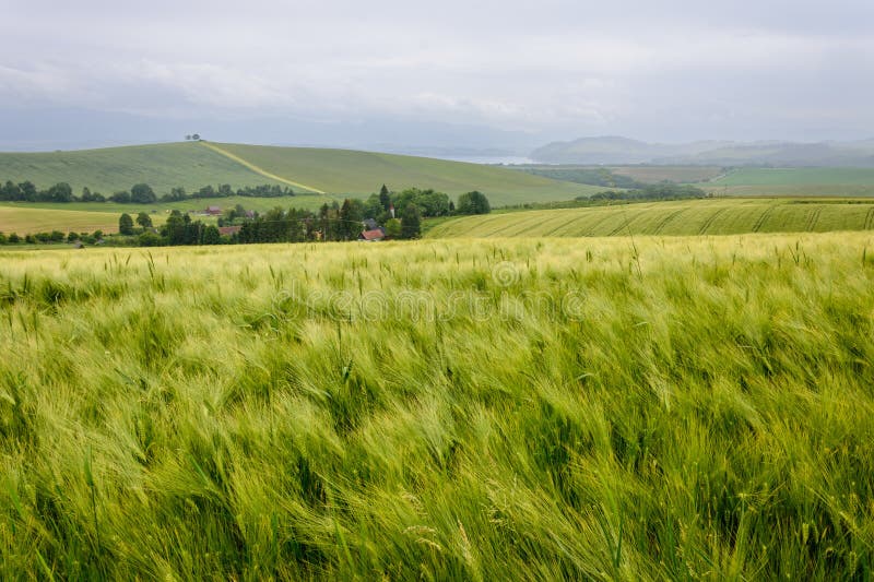 Krajina se zeleným pšeničným polem