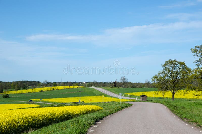 Landscape in green and yellow