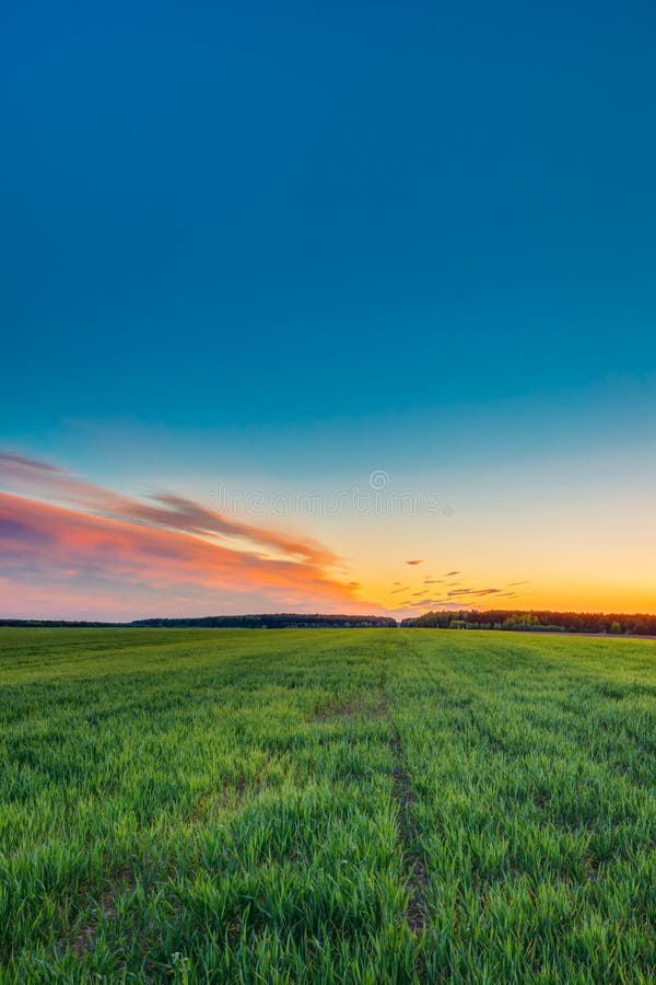 Landscape Of Green Young Wheat In Spring Field Under Scenic Summer