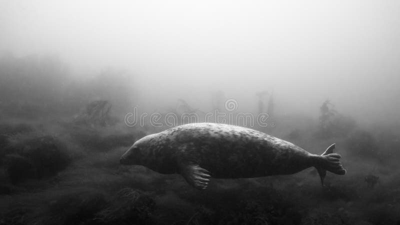Landscape with Grey Seal. Diving, Farne Islands royalty free stock photo Landscape with Grey Seal. Diving, Farne Islands royalty free stock photo