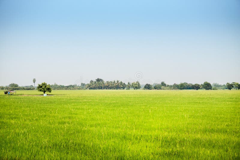 Landscape of growing green rice field in wide area with sun light