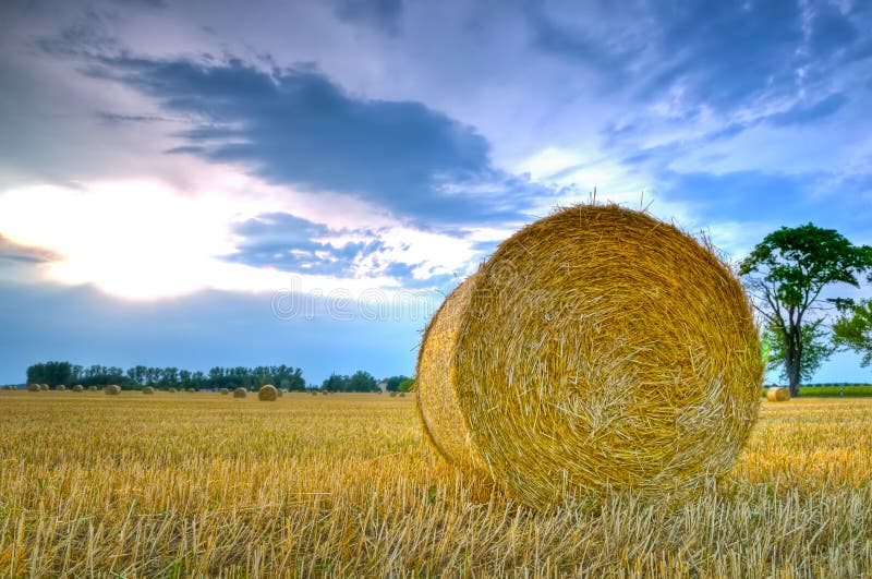 Hay bales stock photo. Image of farms, field, crop, harvested - 26707828