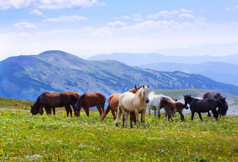 Landscape with herd of horses