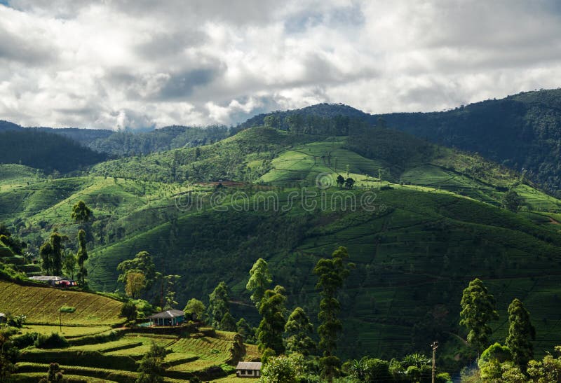 Landscape Of The Hill Country Sri Lanka Stock Photo Image Of Picking Plantation 64534786