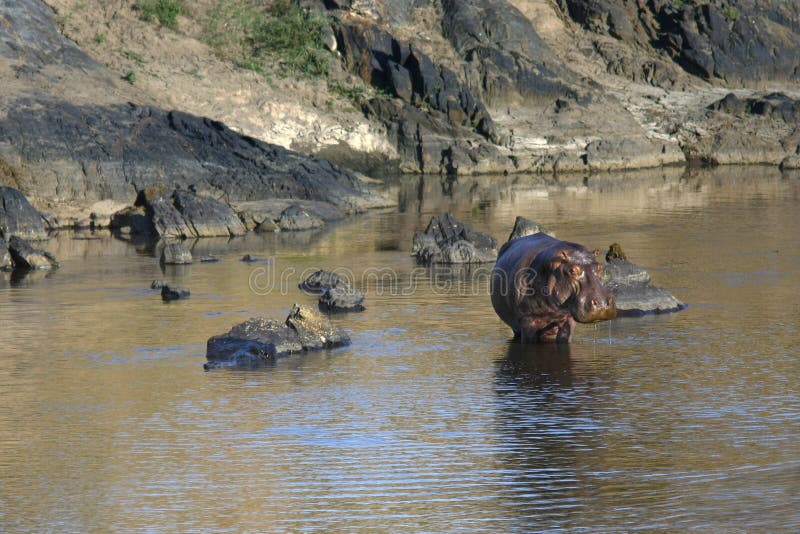 Landscape with hippo posing standing in Masai Mara river royalty free stock photo Landscape with hippo posing standing in Masai Mara river royalty free stock photo