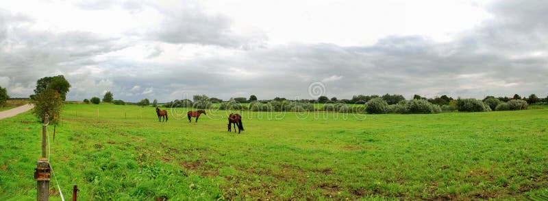 Landscape with horses