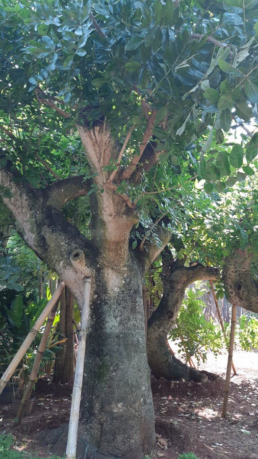 Landscape Jakarta stock photo. Image of tropical, landscape 133873246