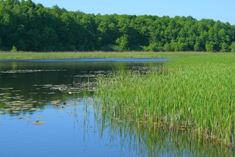 Landscape at the lake