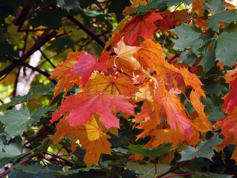 Landscape With Large Autumn Bright Red Leaves Stock Image Image Of