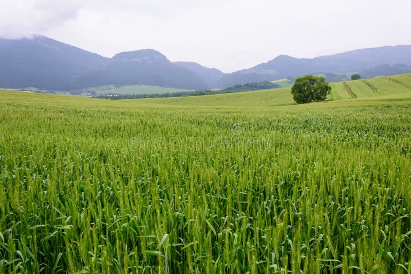 Landscape with a lonely green tree in a green field