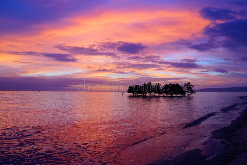 Mangrove tree. Siquijor island, Philippines