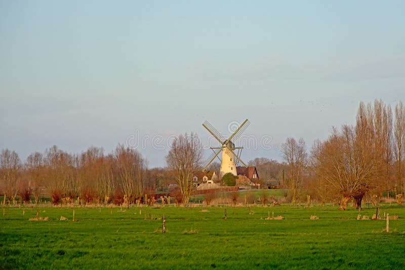 Green meadows with old traditional windmill and bare pollarded willow trees in winter in the Flemish countryside - salix. Green meadows with old traditional windmill and bare pollarded willow trees in winter in the Flemish countryside - salix