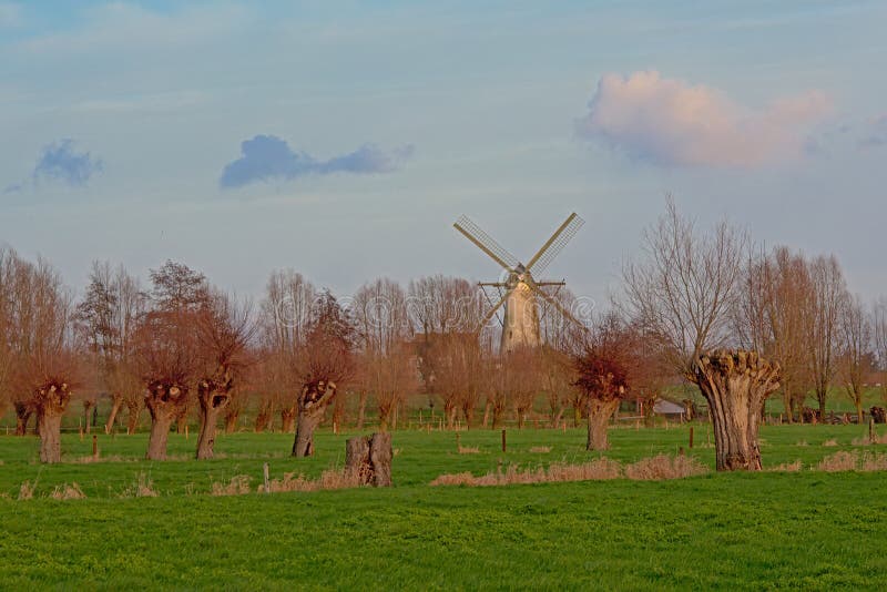 Green meadows with old traditional windmill and bare pollarded willow trees in winter in the Flemish countryside - salix. Green meadows with old traditional windmill and bare pollarded willow trees in winter in the Flemish countryside - salix