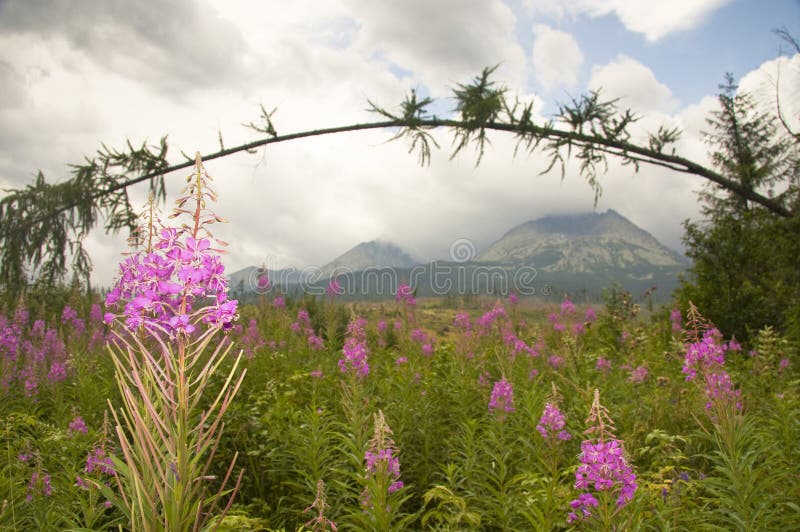 Landscape with mountain